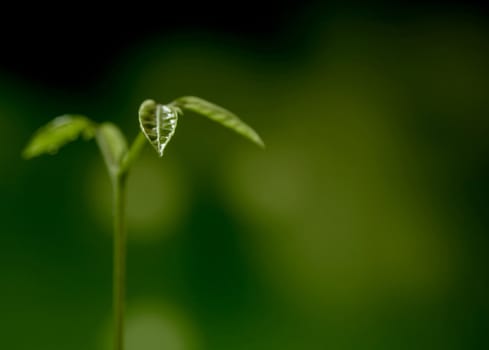 Freshness new life, leaves of young plant seeding in nature