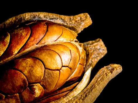 Pods and seeds of Honduras Mahogany on black background