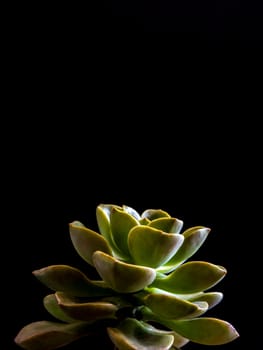 Succulent plant close-up, freshness leaves of Echeveria Chroma in tiny light on black background, high contrast 