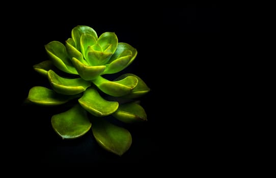 Succulent plant close-up, freshness leaves of Echeveria Chroma in tiny light on black background, high contrast 