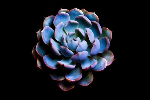 Succulent plant close-up, white wax on silver blue leaves of Echeveria peacockii Subsessilis in black background