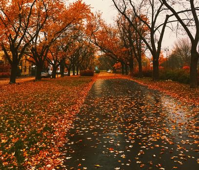 Autumn nature in park, fall leaves and trees outdoors, beautiful season