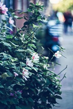 Blooming flowers in a European city garden