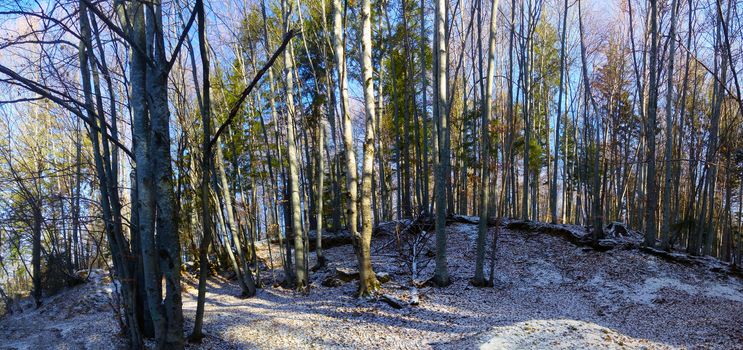 Winter forest panoramic view with a thin layer of first snow