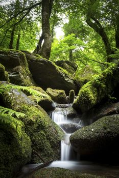 Stream of water between moss-covered rocks in a lush green forest