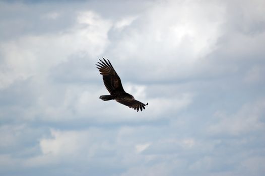 View looking down on a turkey vulture in flight in Havana, Cuba.