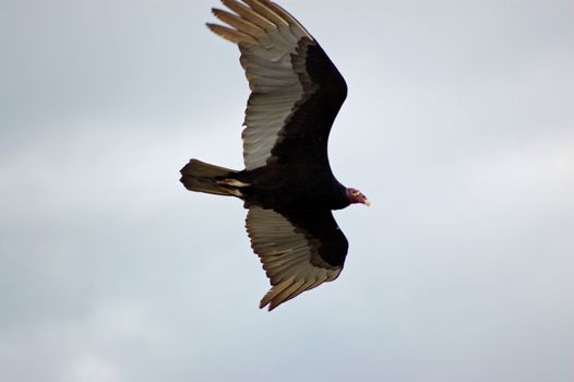 Red skin face with scars of a turkey vulture, latin name Cathartes aura, in flight over Havana, Cuba.