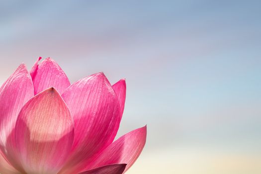 Pink Lotus flower on a blurred background of blue and pink sky. Copy space for your design. Happy vesak Day Or Buddha Purnima Background.