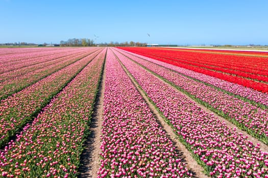 Aerial from blossoming tulip fields in the Netherlands