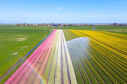 Aerial from water sprinkler in the tulip fields in the countryside from the Netherlands