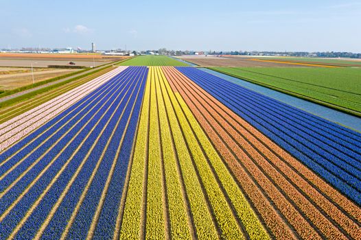 Aerial from blossoming tulip fields in the Netherlands