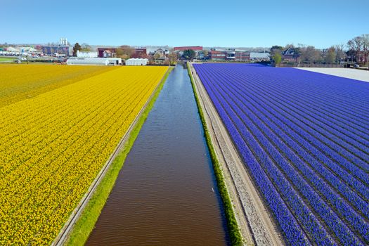 Aerial from blossoming tulip fields in the Netherlands