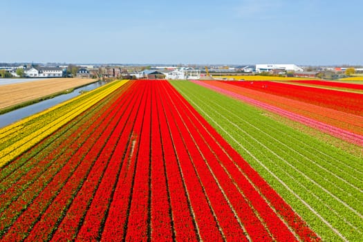 Aerial from blossoming tulip fields in the Netherlands