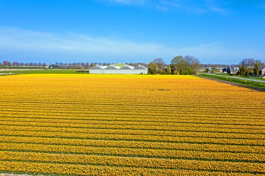 Aerial from blossoming tulip fields in the countryside from the Netherlands