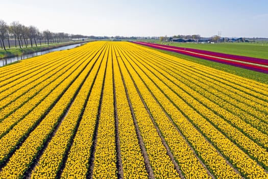 Aerial from blossoming tulip fields in the countryside from the Netherlands