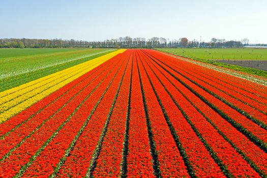 Aerial from blossoming tulip fields in the countryside from the Netherlands