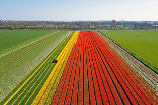 Aerial from topping tulips in the countryside from the Netherlands