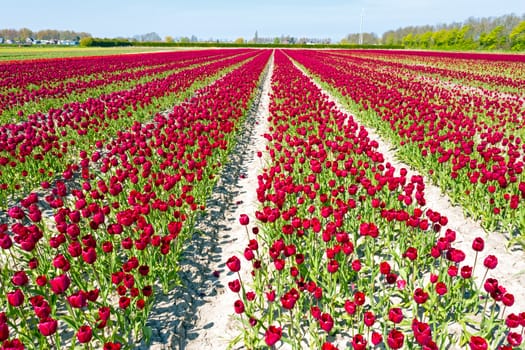 Aerial from blossoming tulip fields in the Netherlands