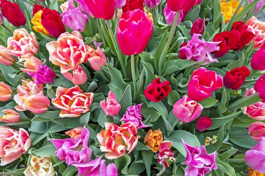 Bunch of blossoming tulip flowers in spring