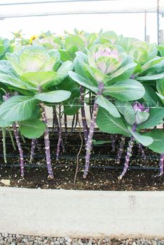 Ornamental cabbage in botanical garden, flowers and plants, environment, cut flowers.