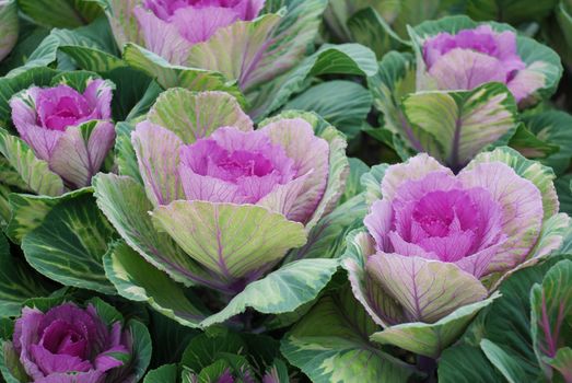 Ornamental cabbage in botanical garden, flowers and plants, environment, cut flowers.