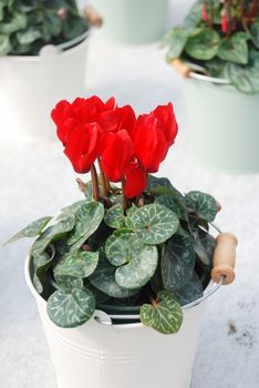 Cyclamen with pot in nursery. Flower greenhouse. Primulaceae Family. Cyclamen persicum.