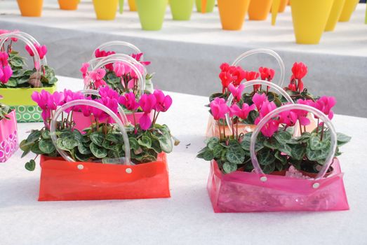 Cyclamen with pot in nursery. Flower greenhouse. Primulaceae Family. Cyclamen persicum.