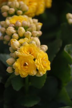 Kalanchoe plant with red flowers, Kalanchoe blossfeldiana, potted Kalanchoe