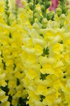 colorful Snap dragon (Antirrhinum majus) blooming in garden background with selectived focus, cut flowers