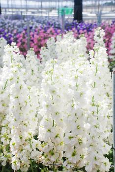 Matthiola incana flower, stock flowers, cut flowers in nursery, full bloom.