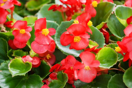 Begonias,semperflorens begonias,in the garden, potted begonia