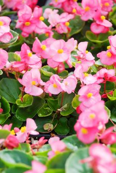 Begonias,semperflorens begonias,in the garden, potted begonia