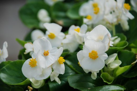 Begonias,semperflorens begonias,in the garden, potted begonia