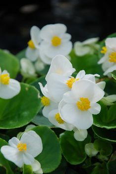 Begonias,semperflorens begonias,in the garden, potted begonia