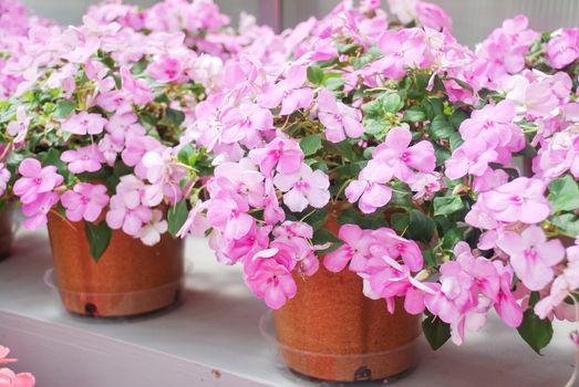 pink impatiens in potted, Busy Lizzie, scientific name Impatiens walleriana flowers also called Balsam, flowerbed of blossoms in pink