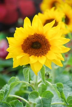 Helianthus annuus, small and potted sunflowers. dwarf helianthus, small flower size