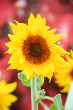 Helianthus annuus, small and potted sunflowers. dwarf helianthus, small flower size