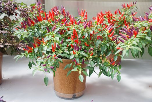 Ornamental pepper (dwarf pepper, Capsicum annuum), potted pepper