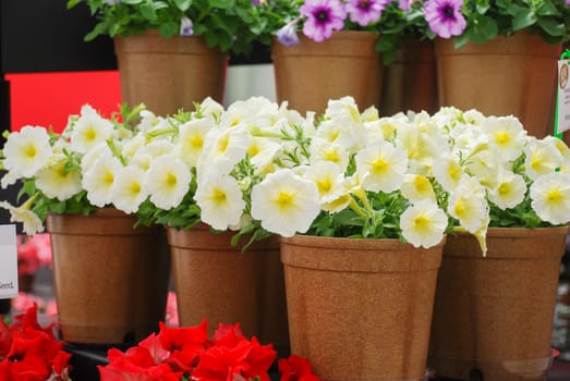 Potted Petunia, Petunias in the pot, light yellow petunia 