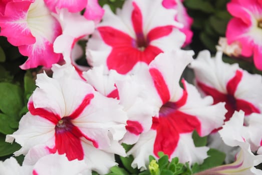 Blurry Petunia ,Petunias in the tray,Petunia in the pot, Mixed color petunia