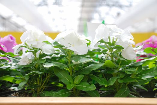 foliage vinca flowers, white vinca flowers (madagascar periwinkle), potted vinca