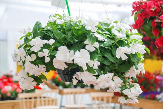 foliage vinca flowers, white vinca flowers (madagascar periwinkle), potted vinca