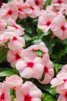 foliage vinca flowers, pink vinca flowers (madagascar periwinkle), potted vinca