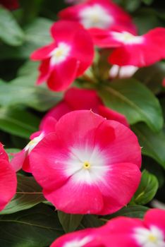 foliage vinca flowers, rose vinca flowers (madagascar periwinkle), potted vinca