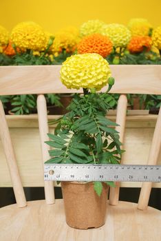 Marigolds Yellow Color (Tagetes erecta, Mexican marigold, Aztec marigold, African marigold), marigold pot plant with ruler, fllower sizing