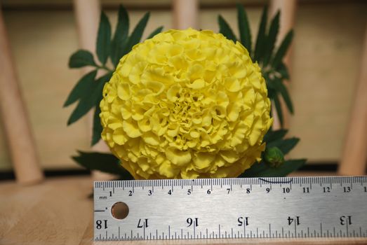 Marigolds Yellow Color (Tagetes erecta, Mexican marigold, Aztec marigold, African marigold), marigold pot plant with ruler, fllower sizing