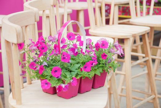 Petunia ,Petunias in the tray,Petunia in the pot, pink petunia on the wood chair