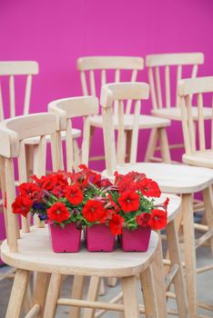 Petunia ,Petunias in the pink tray,Petunia in the pot, red petunia on the wood chair