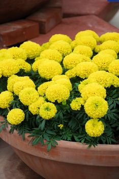 Marigolds Yellow Color (Tagetes erecta, Mexican marigold, Aztec marigold, African marigold), marigold pot plant  