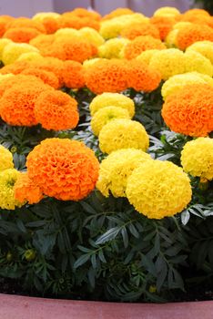 Marigolds Mixed Color (Tagetes erecta, Mexican marigold, Aztec marigold, African marigold), marigold pot plant  